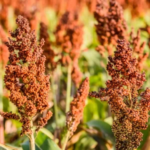 Sorghum